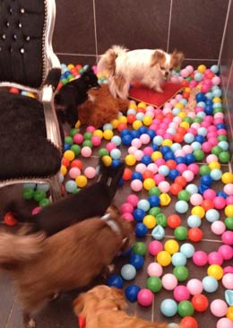 dog boarding services