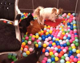 dog boarding services