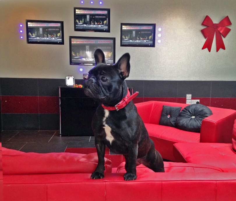 dog boarding kennels