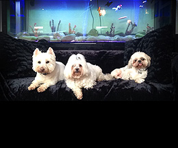 dog boarding services