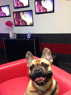 dog boarding services