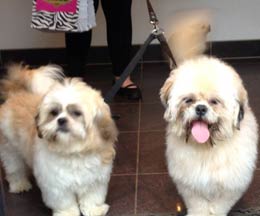 dog boarding services