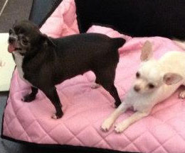 dog boarding services