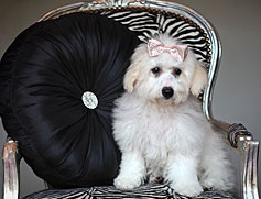 heated boarding kennel