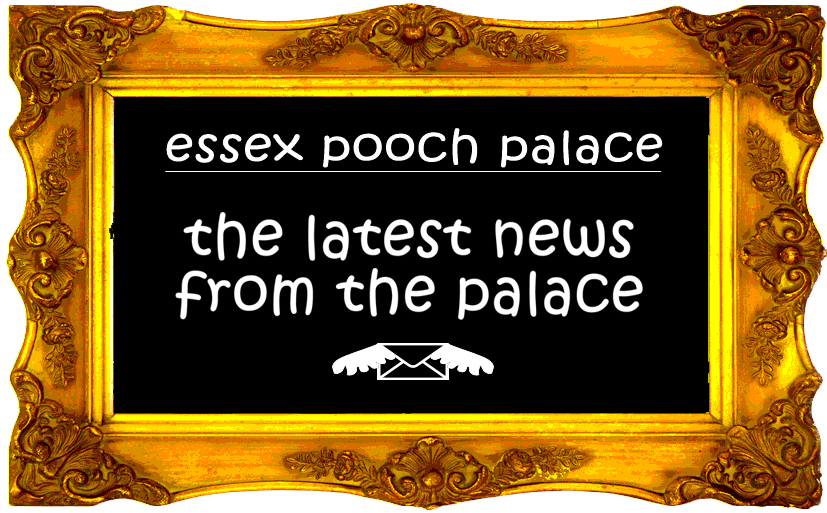 dog boarding kennels