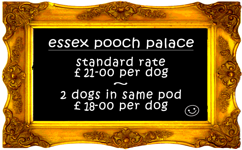 dog boarding kennels